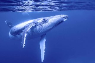 #iostoconmoby: il Museo Garda sta con le balene