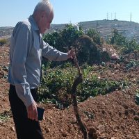 Vivere a Beit Ummar nel terrore quotidiano per gli attacchi dei coloni