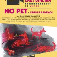 No pet