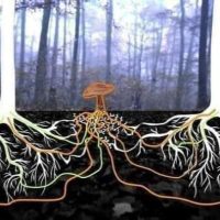 Funghi senza frontiere