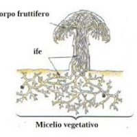 Funghi senza frontiere