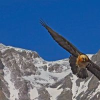 Il ritorno del Gipeto in Piemonte