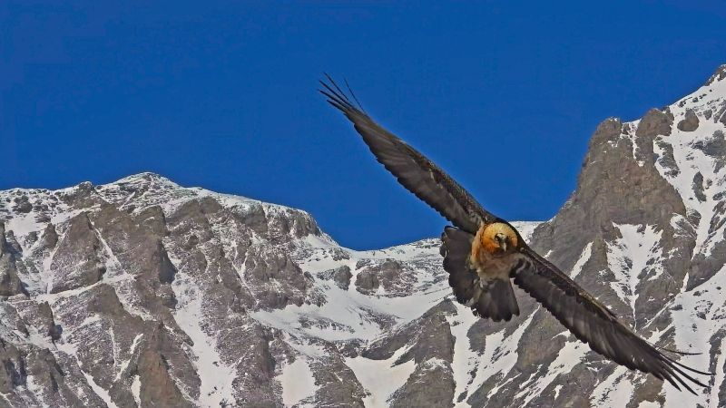 Il ritorno del Gipeto in Piemonte