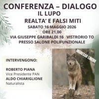 Il lupo, realtà e falsi miti